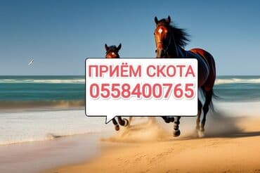 дом попугая: Куплю | Коровы, быки, Лошади, кони | Любое состояние, Забитый, Круглосуточно — 1