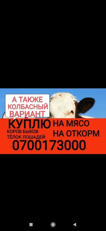 дом для животных: Куплю | Коровы, быки, Лошади, кони, Другие с/х животные | Круглосуточно, Любое состояние, Забитый — 1