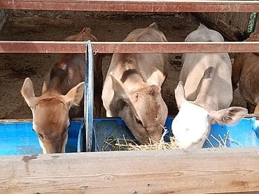 Айыл-чарба жаныбарлары: Сатам | Уй (ургаачы), Кунаажын, Музоо | Алатоолук | Көбөйтүү үчүн, Сүт алуу үчүн | Асыл тукумдуу, Жасалма уруктандырылган — 6