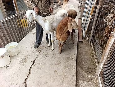 бараний жир: Продаю | Овца (самка) | Для разведения | Матка — 3