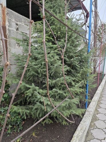 все для капельного полива: Саженцы деревьев: Ели — 4