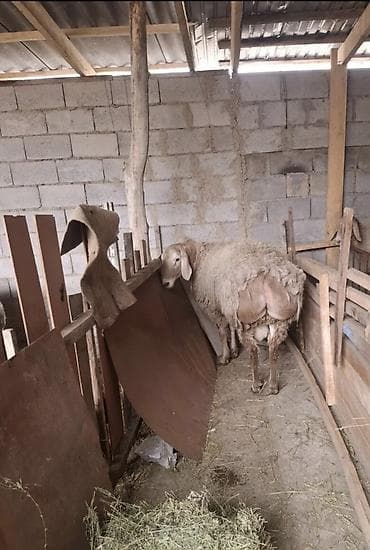 тай ургачы: Продаю | Овца (самка) | Арашан | Для разведения | Матка — 9