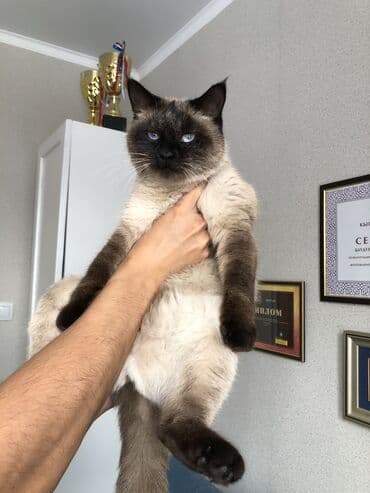 куда можно отдать кошку: Кошка даром: Сиамская, 2 года, Девочка, Приучена к лотку, Проглистована — 9