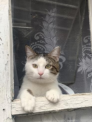 кот манчкин: Кошка даром: Беспородная, 1 год, Мальчик, Приучена к лотку — 3