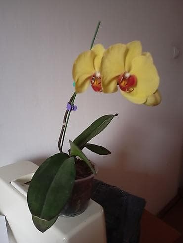 Пальмы: Орхидея фаленопсис в прозрачном горшке. - Окраска цветков — 2
