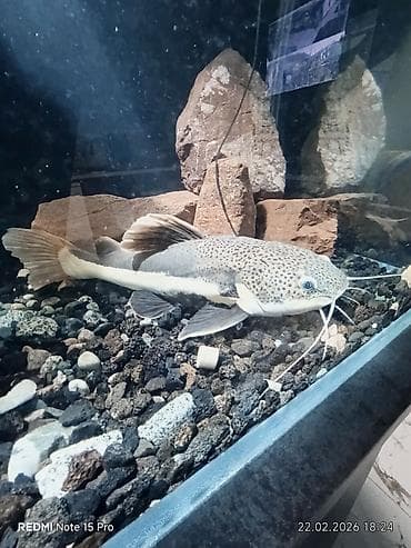 хаски цена собака: Продам аквариумного краснохвостого сома. размер в спокойном состоянии — 3