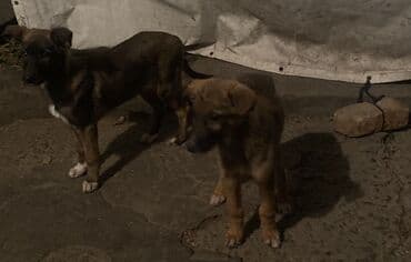 французский бульдог купить бишкек: Овчарка, 2 месяца, Самка — 22