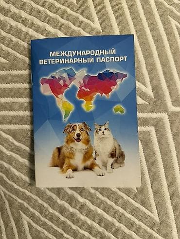 собака шпиц цена: Амстафф, 1 год, Самка, С прививкой — 2