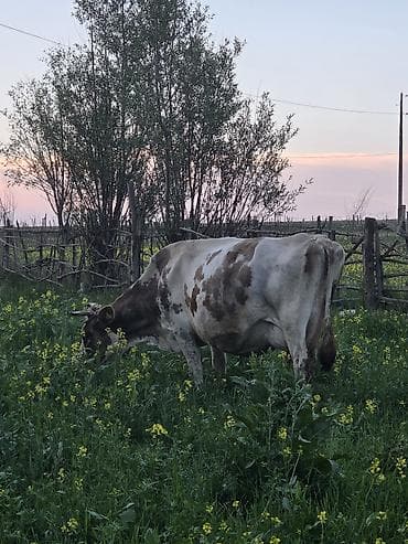 рыба маринка: Продаю | Корова (самка) | Айрширская | Для молока | После отела — 2