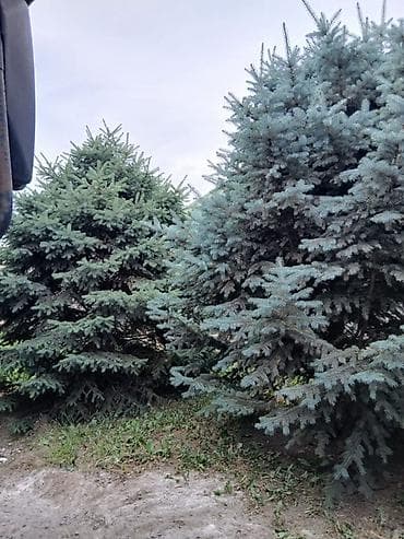 Саженцы деревьев: Ели, Самовывоз