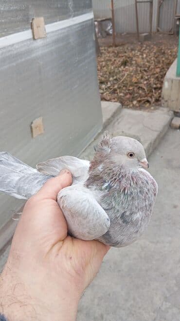 ак кеклик: Пара голубь двух-чубый, голубка чубатая 1600 сом. обмен интересует — 4