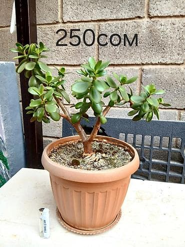 черный принц: Денежное дерево — 3