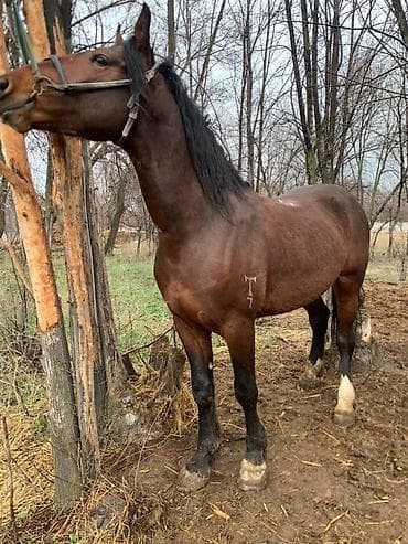 уй животный: Продаю | Жеребец | Для разведения — 10