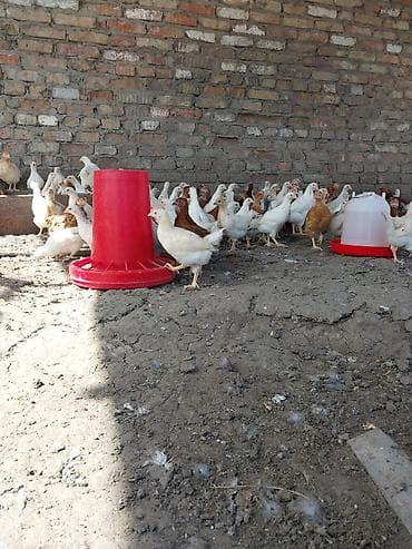 джерсийский гигант петух: Продаю | Цыплята | Несушки — 1