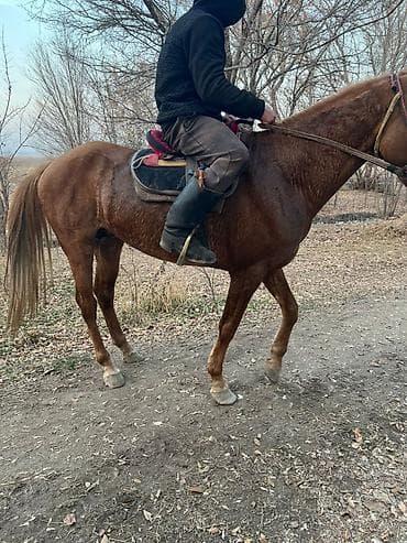 пудель карликовый: Продаю | Жеребенок | Рабочий — 3