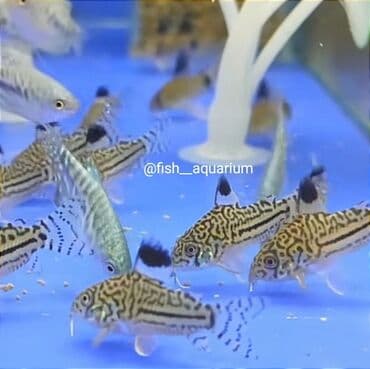 Большой выбор сомиков аквариумных