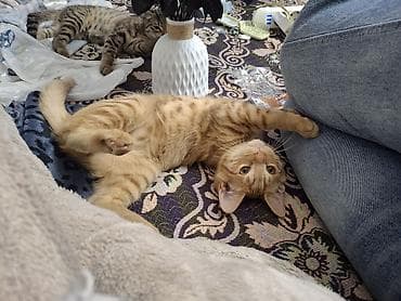 кошки манчкины: Кошка даром: Беспородная, 3 месяца, Мальчик, Приучена к лотку — 2