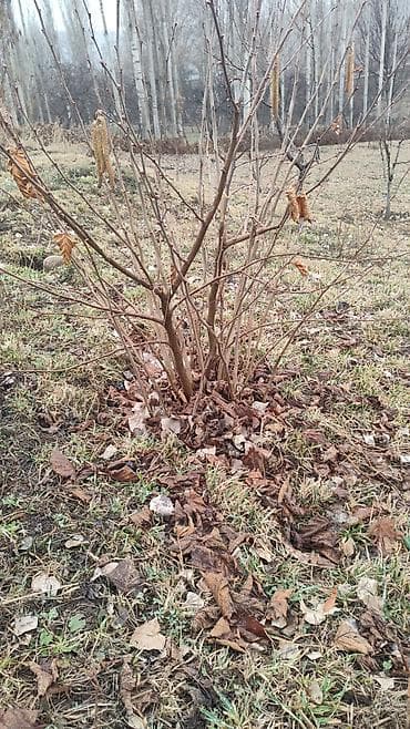 кукуруза мача: Саженцы лещины (орешник лесной) - Кустовая форма, многолетние — 1