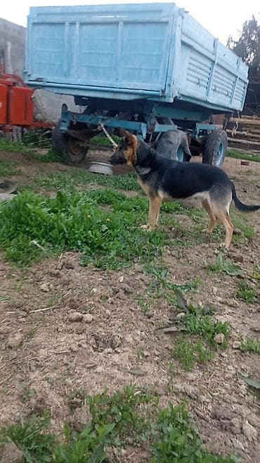 Прицеп, Самосвал