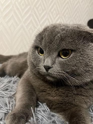 невская маскарадная: ВЯЗКА!! ищет подружку — 1