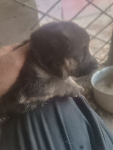 Щенки немецкой овчарки - На фото мама-овчарка и помёт щенков. - Окрас — 6