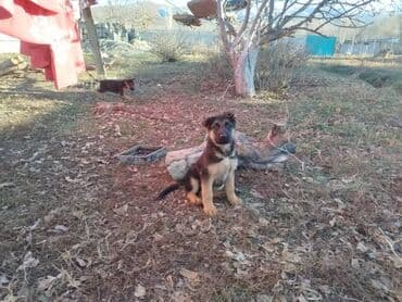 Ит кууту: Щенки немецкой овчарки - Возраст на фото: примерно 2–3 месяца - — 2