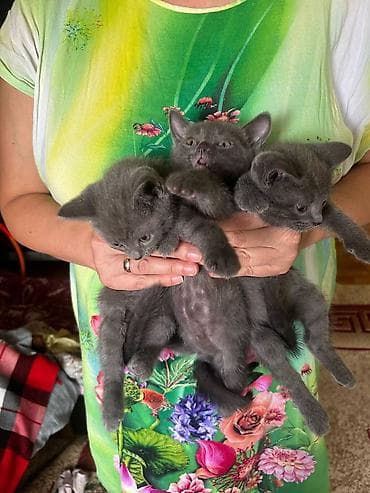 бенгалы цена: Котята серого и кремового окраса Страйки прямоухие 3000 тыс. (1 — 6