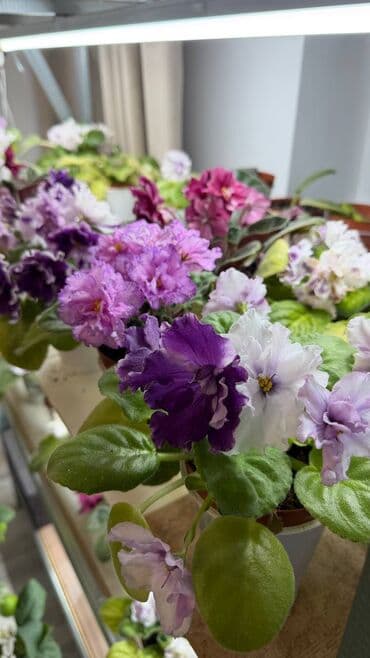 комнатные ростения: Мамины цветочки🌺 Продаются фиалки,очень пышные и красивые 300-500с(в — 5