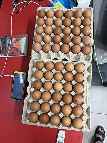 Продукты питания: Куриные яйца, коричневые, сорт столовый. - Упаковка: лотки по 30 шт. — 1