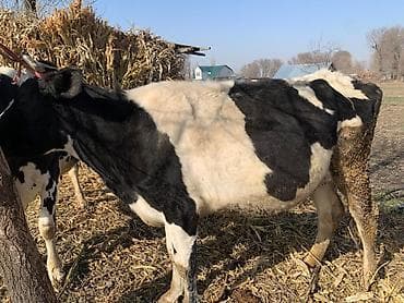 Ветеринар кызматы: Сатам | Уй (ургаачы) | Сүт алуу үчүн | Байланган — 6