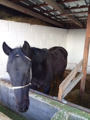 Собаки: Продаю | Жеребенок | На забой, Рабочий | Племенные — 1