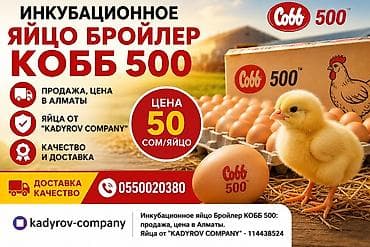 Инкубационное яйцо бройлера Cobb 500 цена 50 сом. доставка есть. -