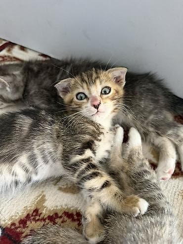 кошка арча бешик: Котятам почти 2 месяца, парода шотландская, один мальчик вислоухий — 8