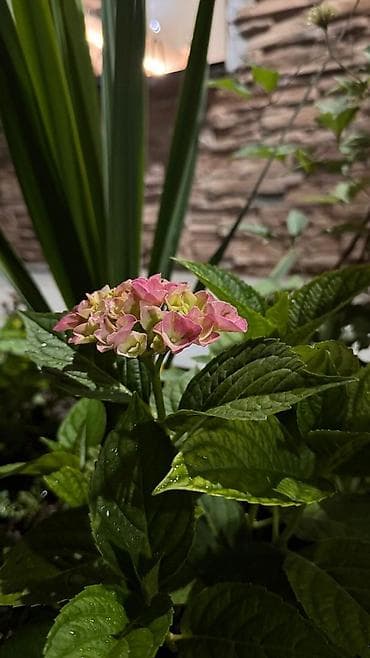 керосин лампа: Организация мероприятий | Оформление мероприятий — 4