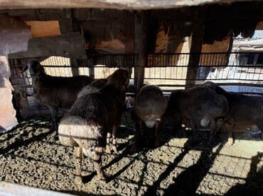 отдам в добрые руки собаку: Продаю | Баран (самец) | Арашан, Гиссарская — 4