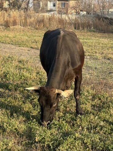 дакен жожо: Продаю | Корова (самка), Тёлка, Музоо, торпок | Голштин, Швицкая | На откорм, На забой, Для разведения | Привязанные — 5