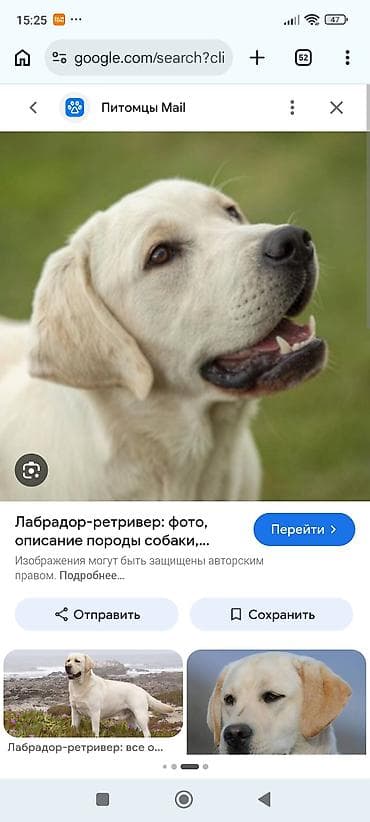 общитя: Отдам в добрые заботливые руки лабрадора-ретривера, палевый окрас. - — 4