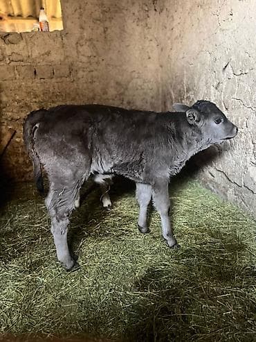 Другие животные: Продаю | Музоо, торпок | Алатауская | На откорм | Искусственник — 2