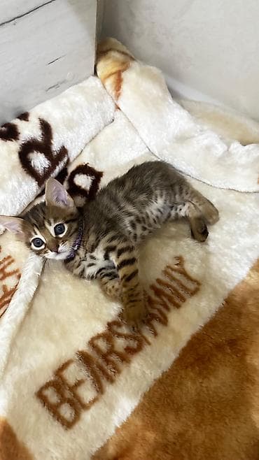 Продажа кошек: Домашние котята. Отец - бенгал. Мама - абессинка. - Возраст: 1,5 — 5