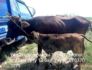 дойные корова: Продаю | Корова (самка) | Для молока | После отела — 1