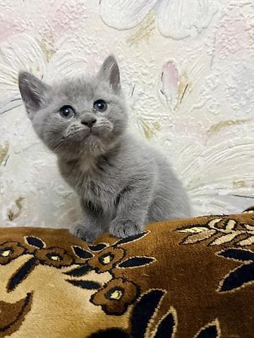 сиамская кошка стоимость: Скотиш Фолд (Шотландская вислоухая), 1 месяц, Мальчик, Серый — 4