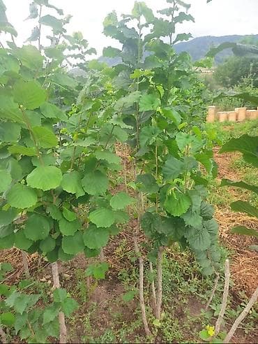 Жогорку басымдагы жуугучтар: Саженцы фундука сортового. Описание: - Крупноплодный фундук с — 7