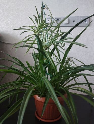 продам рассаду помидор: Хлорофитум — 1