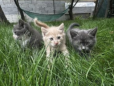 купить кот гол: Котята, помёт из трёх малышей: - Серый однотонный — пушистый, с — 1