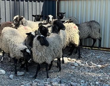 пчело матки: Продаю | Овца (самка), Ягненок | Гиссарская, Арашан, Романовская | Для разведения | Племенные, Котные, Матка — 4