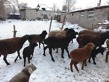 конь пони: Продаю | Овца (самка) | Для разведения | Матка — 7