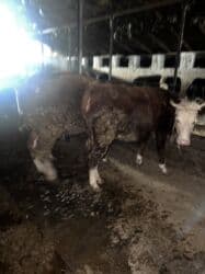 домик для животных: Сатам | Уй (ургаачы) | Симментал | Көбөйтүү үчүн | Асыл тукумдуу — 7