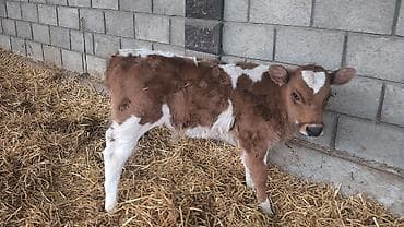 жаныбарлар: Сатам | Бука (эркек), Кунаажын | Голштин, Симментал, Монбельярд | Бордоп семиртүү үчүн, Көбөйтүү үчүн, Сүт алуу үчүн | Жасалма уруктандырылган — 7