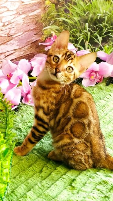 Друзья!! Проф питомник Бен Гла Мур Предлагает Шикарных элитных