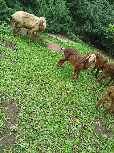 веревка аркан: Продаю | Овца (самка) | Для разведения | Племенные — 7